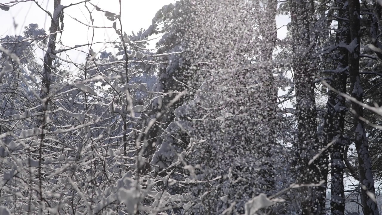 雪像雪崩一样从树枝上落下。视频素材