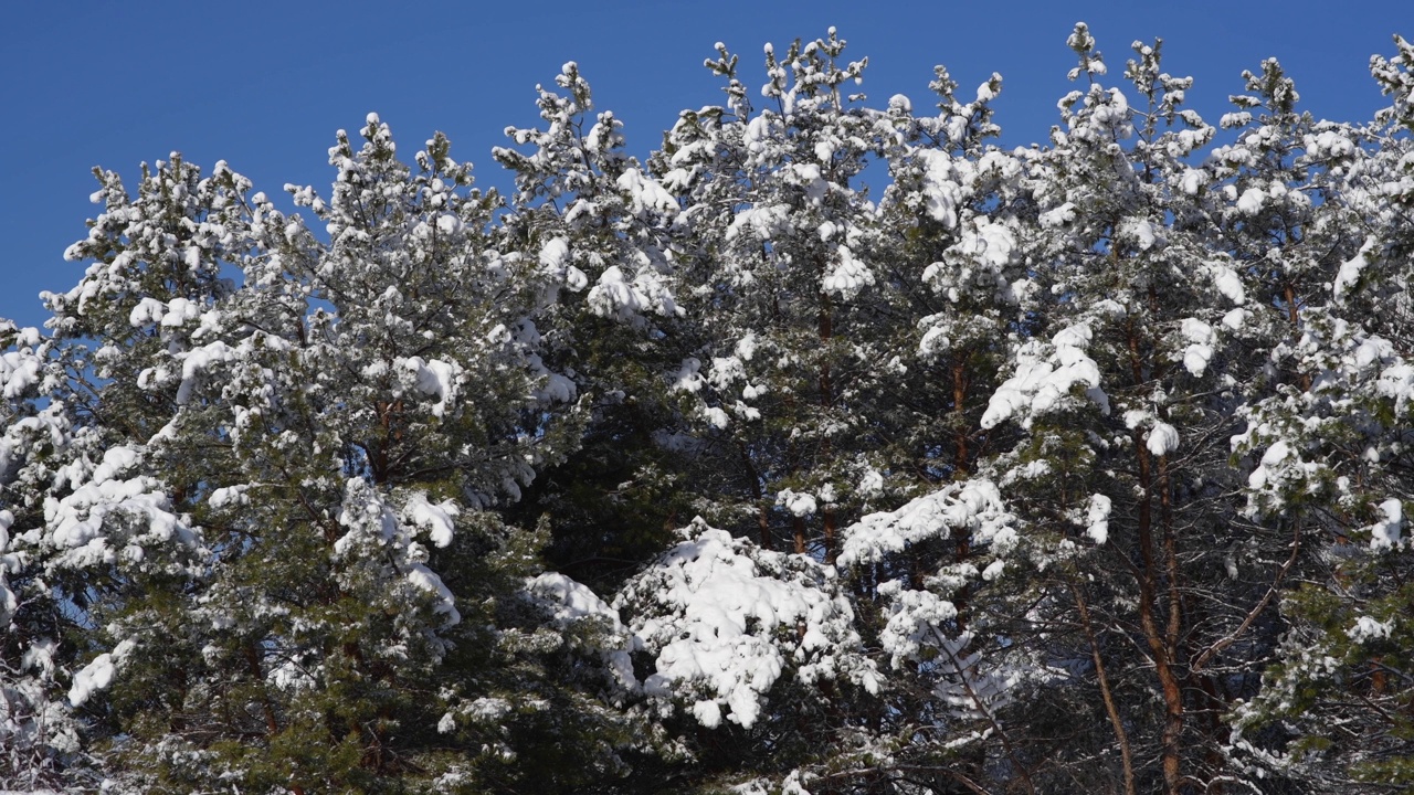 松树被松软的雪覆盖着。视频素材