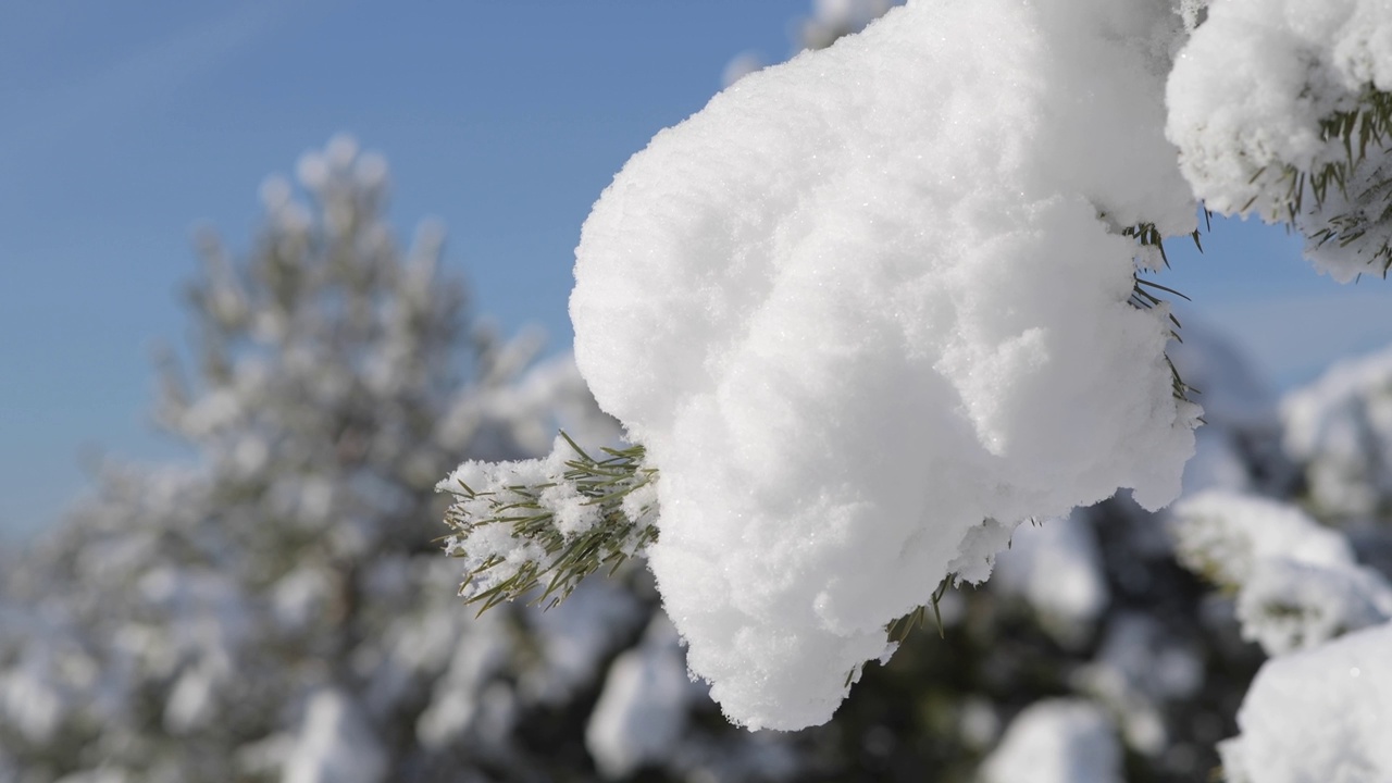 一根覆盖着雪的松树树枝的特写。视频素材