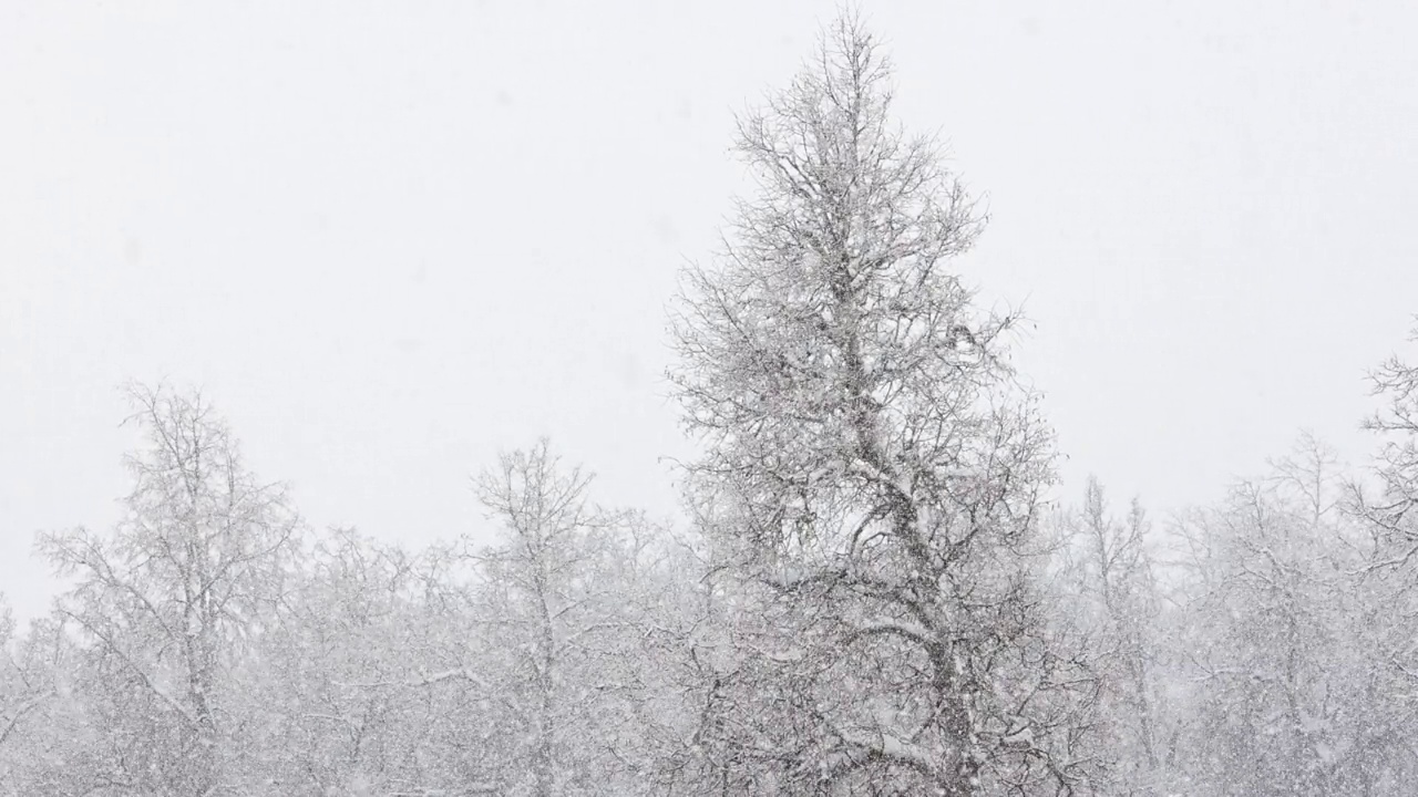 在多云的日子里模糊的冬季森林树顶背景上的降雪视频素材