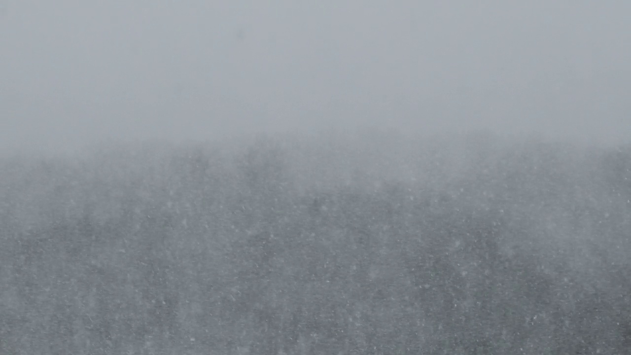 冬季森林的背景上的大雪，暴风雪，暴风雪视频素材