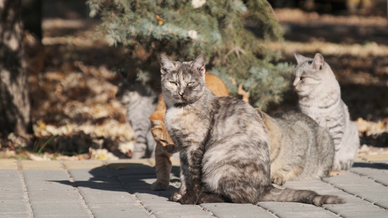 许多流浪猫一起坐在自然的公园里，慢镜头视频素材