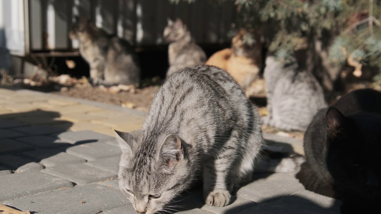 许多流浪猫一起坐在自然的公园里，慢镜头视频素材