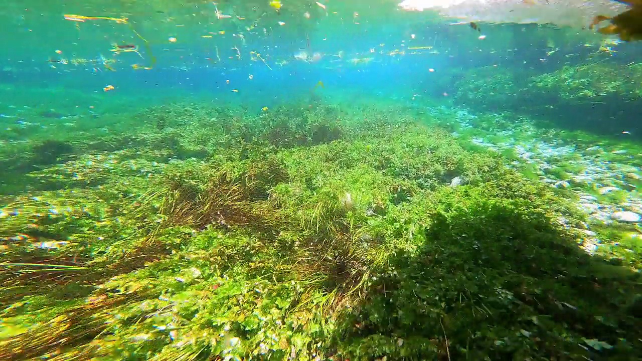 海藻和水下植物在绿色多叶的海草草地视频素材