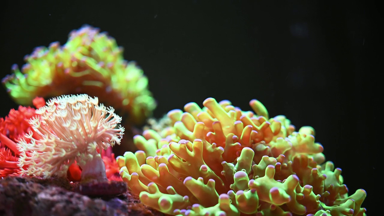 海洋水族馆有美丽的珊瑚视频素材