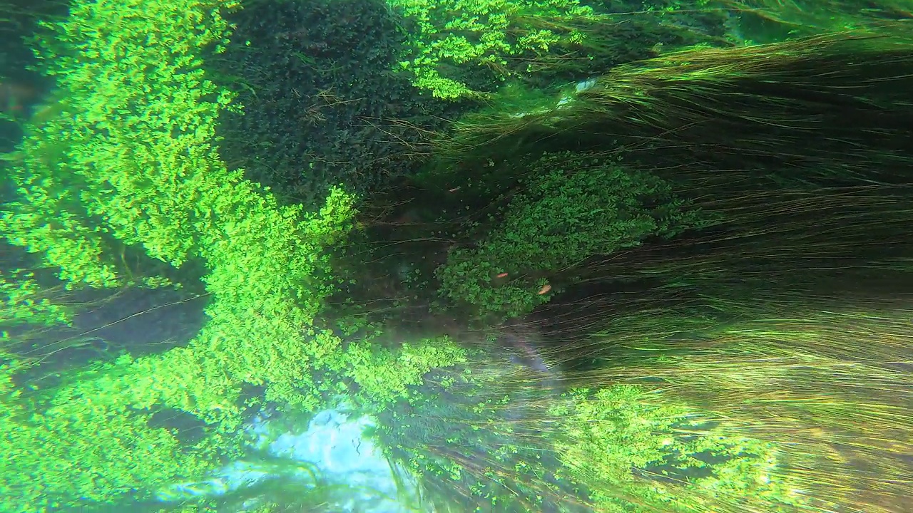 海藻和水下植物在绿色多叶的海草草地视频素材