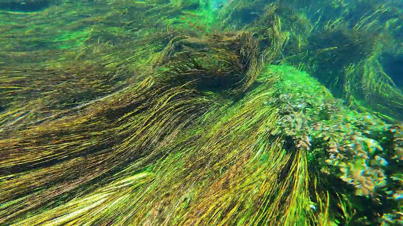 海藻和水下植物在绿色多叶的海草草地视频素材