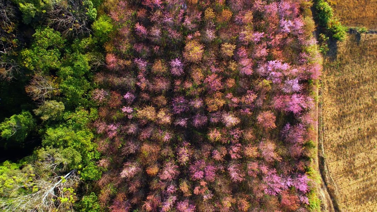 在北部冬季，俯瞰喜马拉雅野生樱花(Prunus cerasoides)视频素材