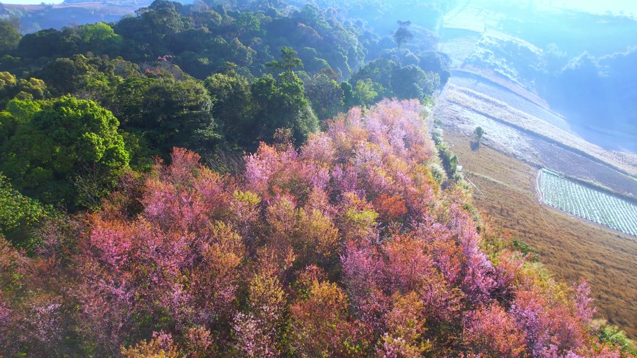 喜马拉雅野生樱花(Prunus cerasoides)在山上盛开视频素材