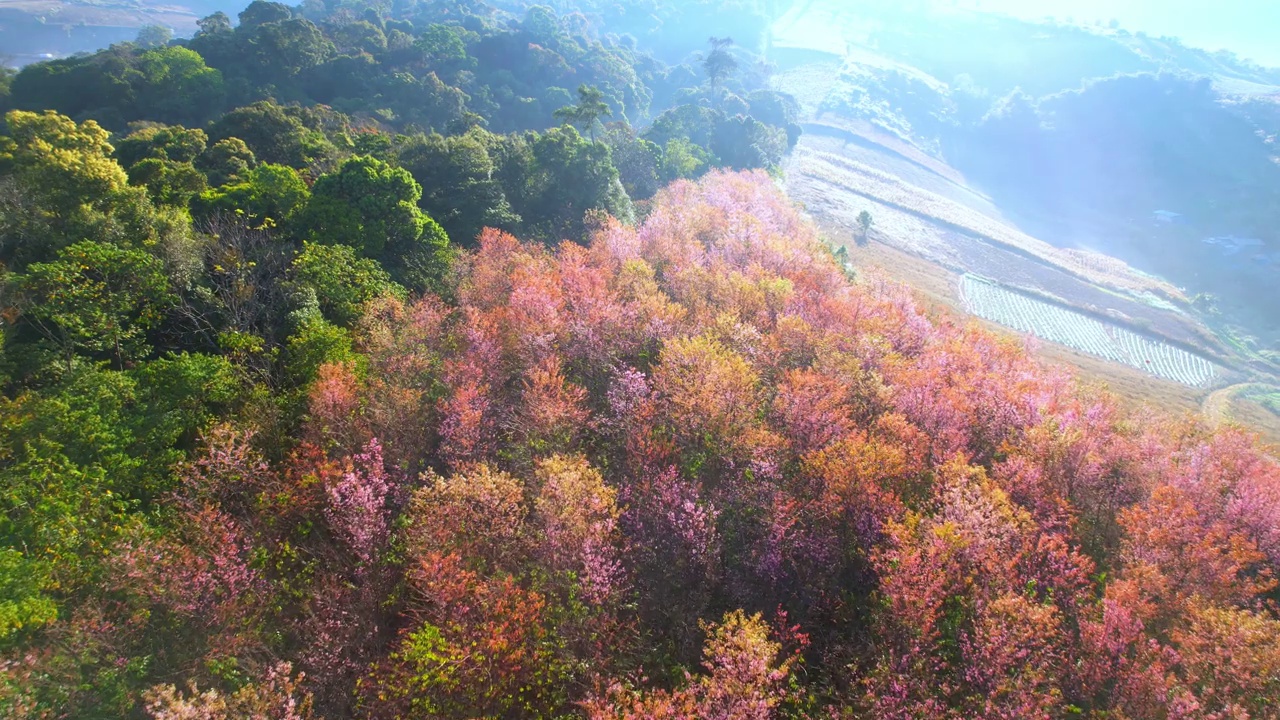 无人机飞越喜马拉雅野生樱花(樱桃树)。空中拍摄4 k。自然运动背景视频素材