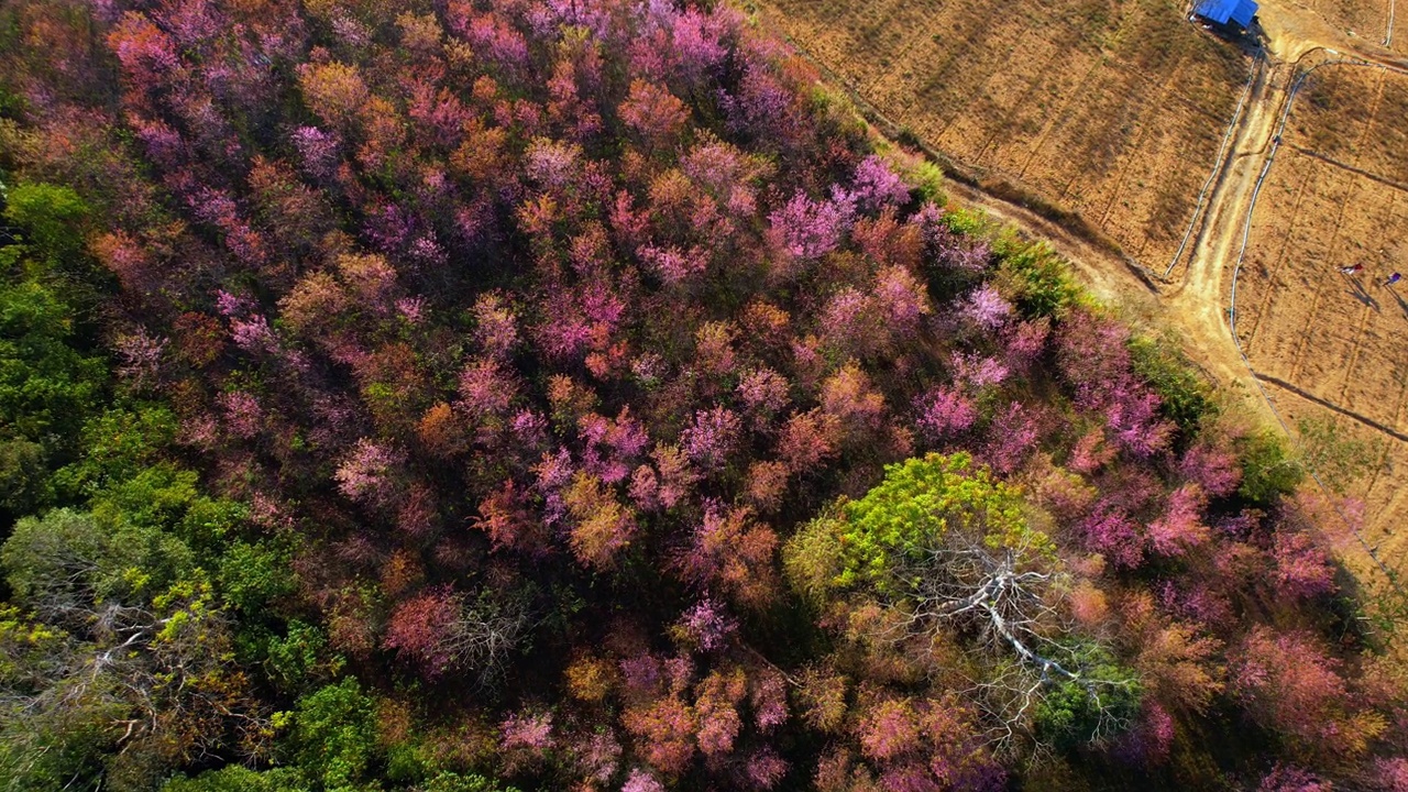 在北部冬季，俯瞰喜马拉雅野生樱花(Prunus cerasoides)。4 k无人机的画面。那空泰国,泰国视频素材