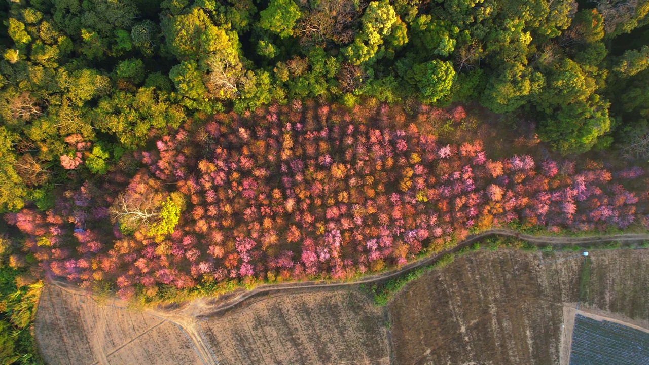 在北部冬季，俯瞰喜马拉雅野生樱花(Prunus cerasoides)。4 k无人机的画面。那空泰国,泰国视频素材