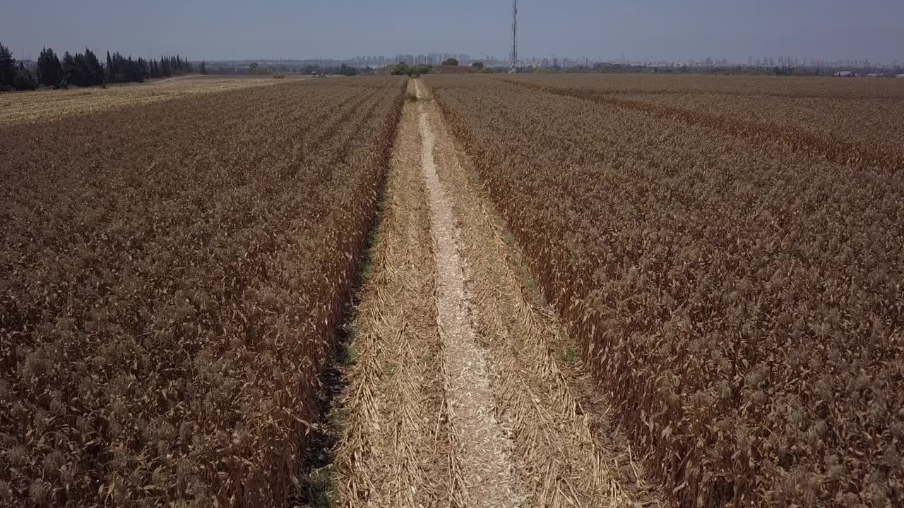 夏季麦田的鸟瞰图视频素材