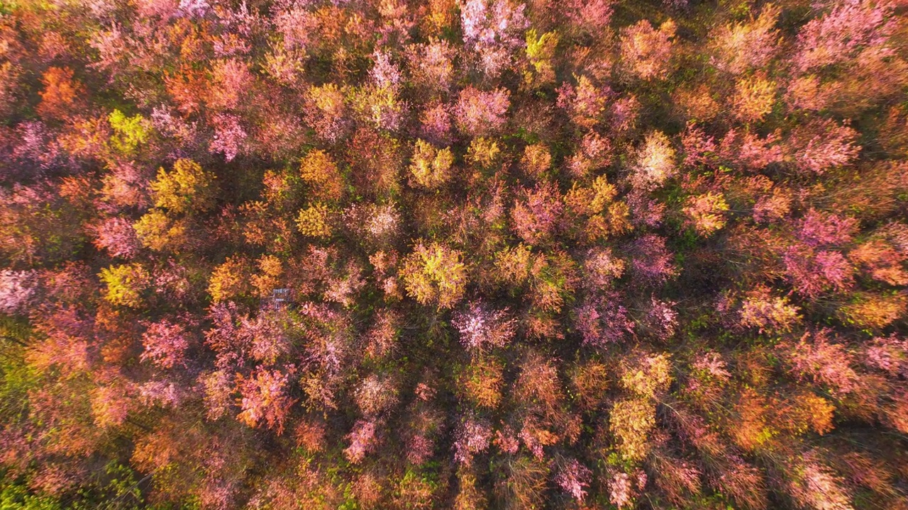 在北部冬季，俯瞰喜马拉雅野生樱花(Prunus cerasoides)视频素材