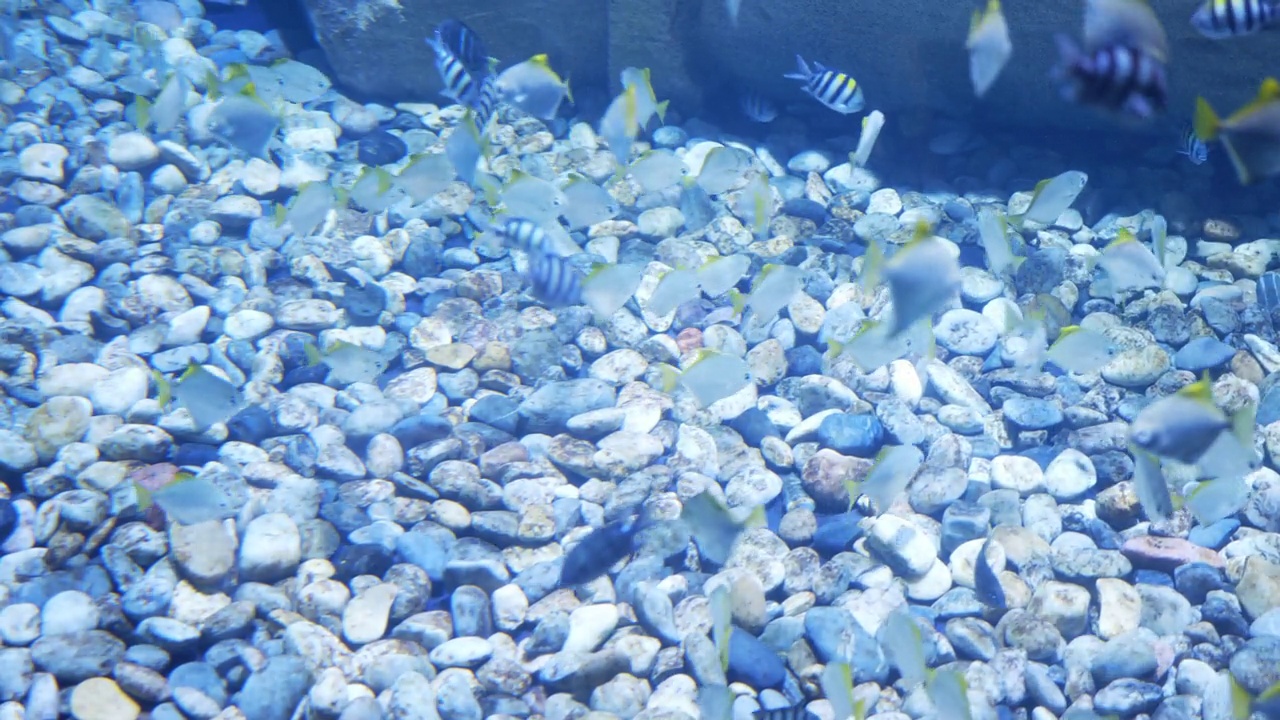 水族馆里有一群鱼视频素材