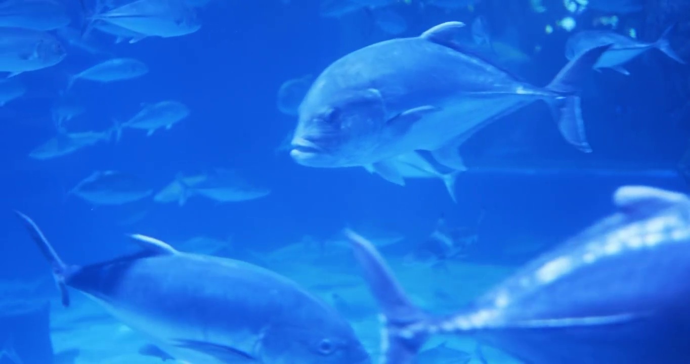 水族馆里有一群鱼视频素材