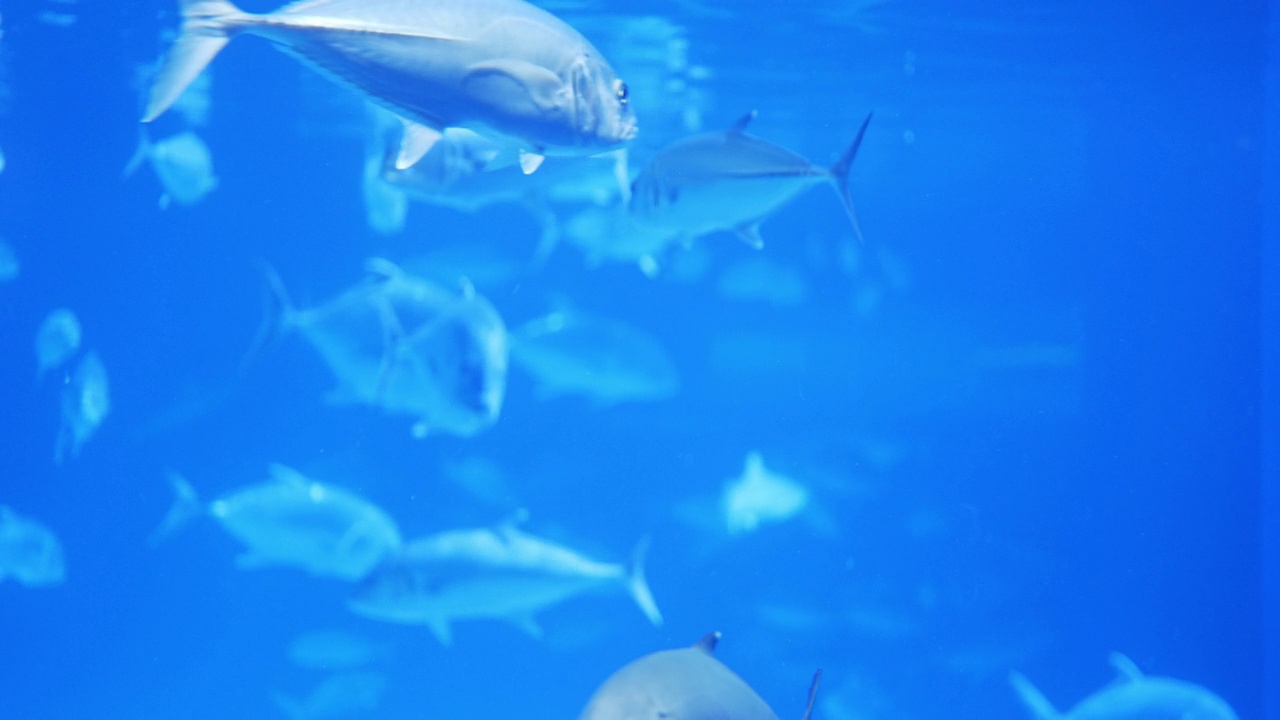 水族馆里有一群鱼视频素材