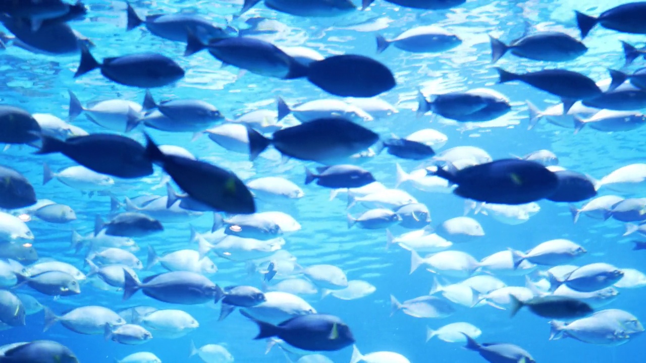 水族馆里有一群鱼视频素材