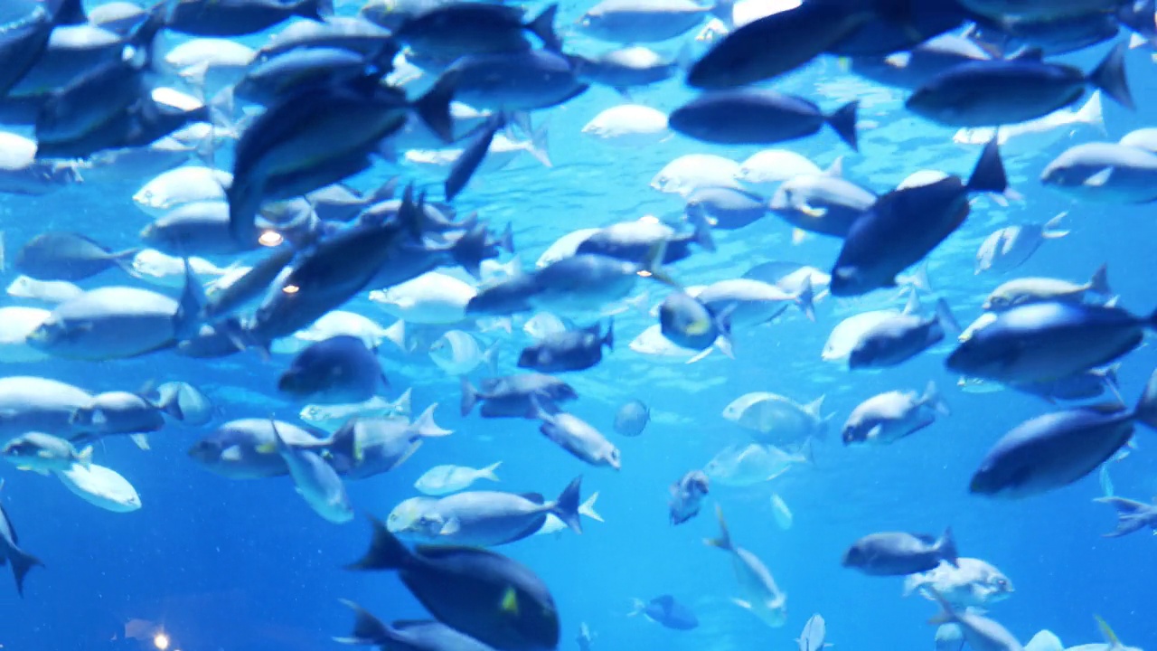 水族馆里有一群鱼视频素材