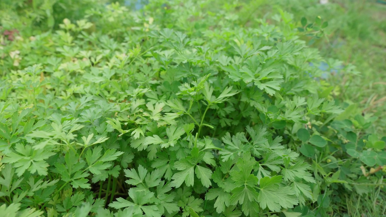 在户外种植的菜园里收获。欧芹叶的绿色背景，特写视频素材