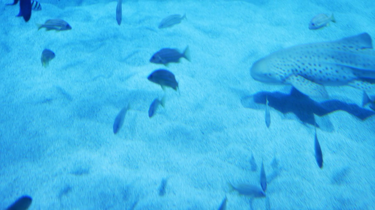 水族馆里有一群鱼视频素材