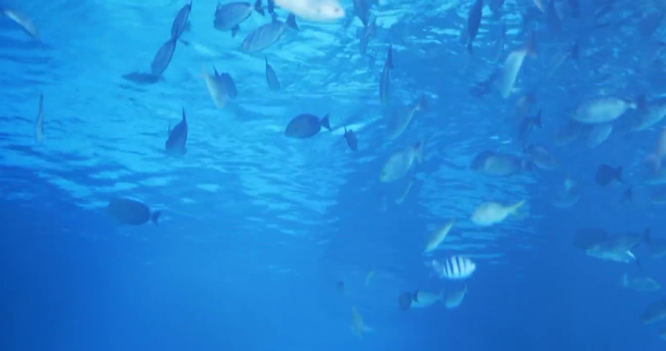 水族馆里有一群鱼视频素材