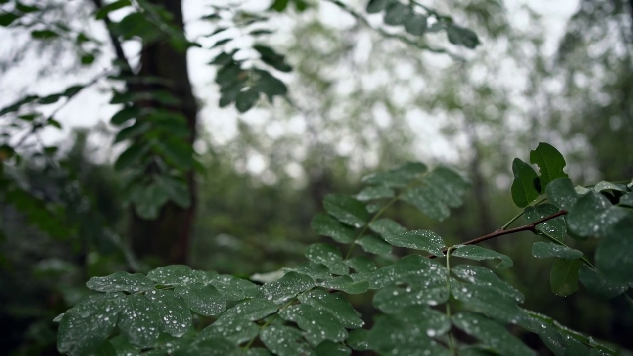 雨后的绿叶视频素材