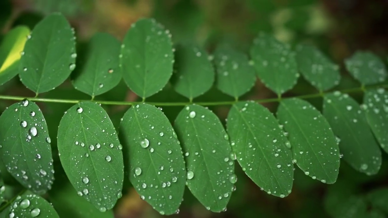 雨后的绿叶视频素材