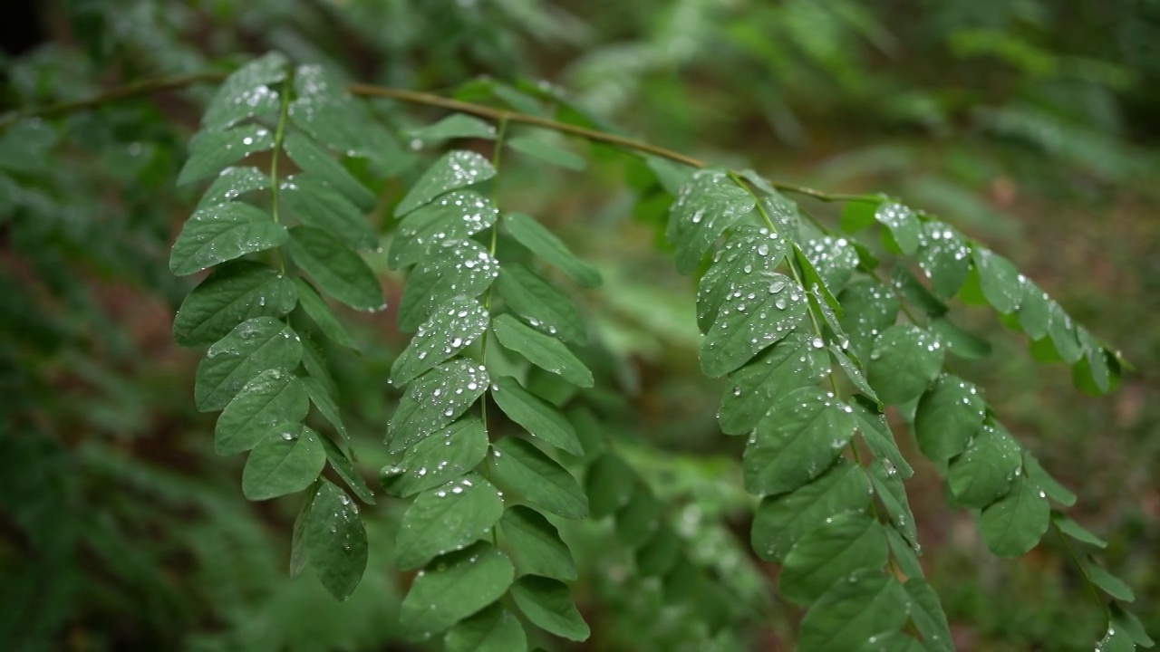 雨后的绿叶视频素材