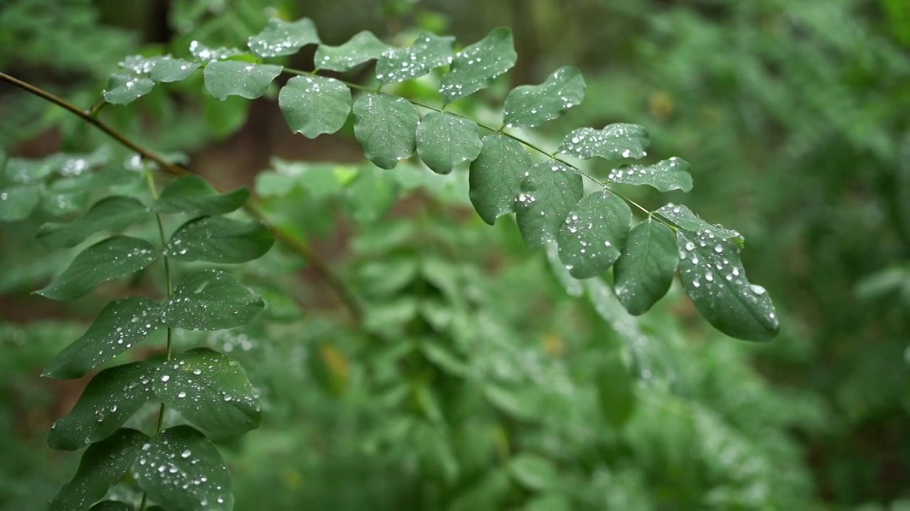 雨后的绿叶视频素材