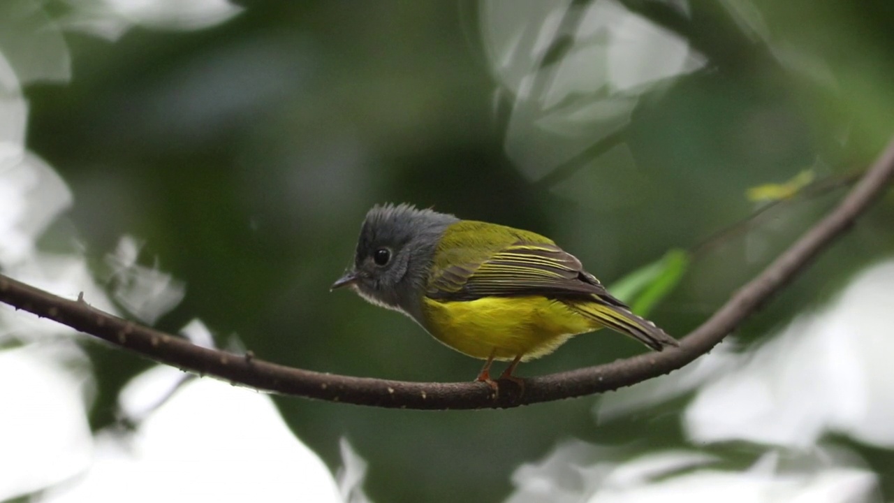 灰头金丝雀捕蝇器(Culicicapa ceylonensis)，有时被称为灰头捕蝇器，是一种小型捕蝇器一样的鸟发现在热带亚洲视频素材