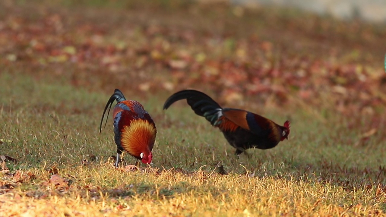 红原鸡(Gallus Gallus Gallus)泰国美丽的雄性和雌性鸟类视频素材