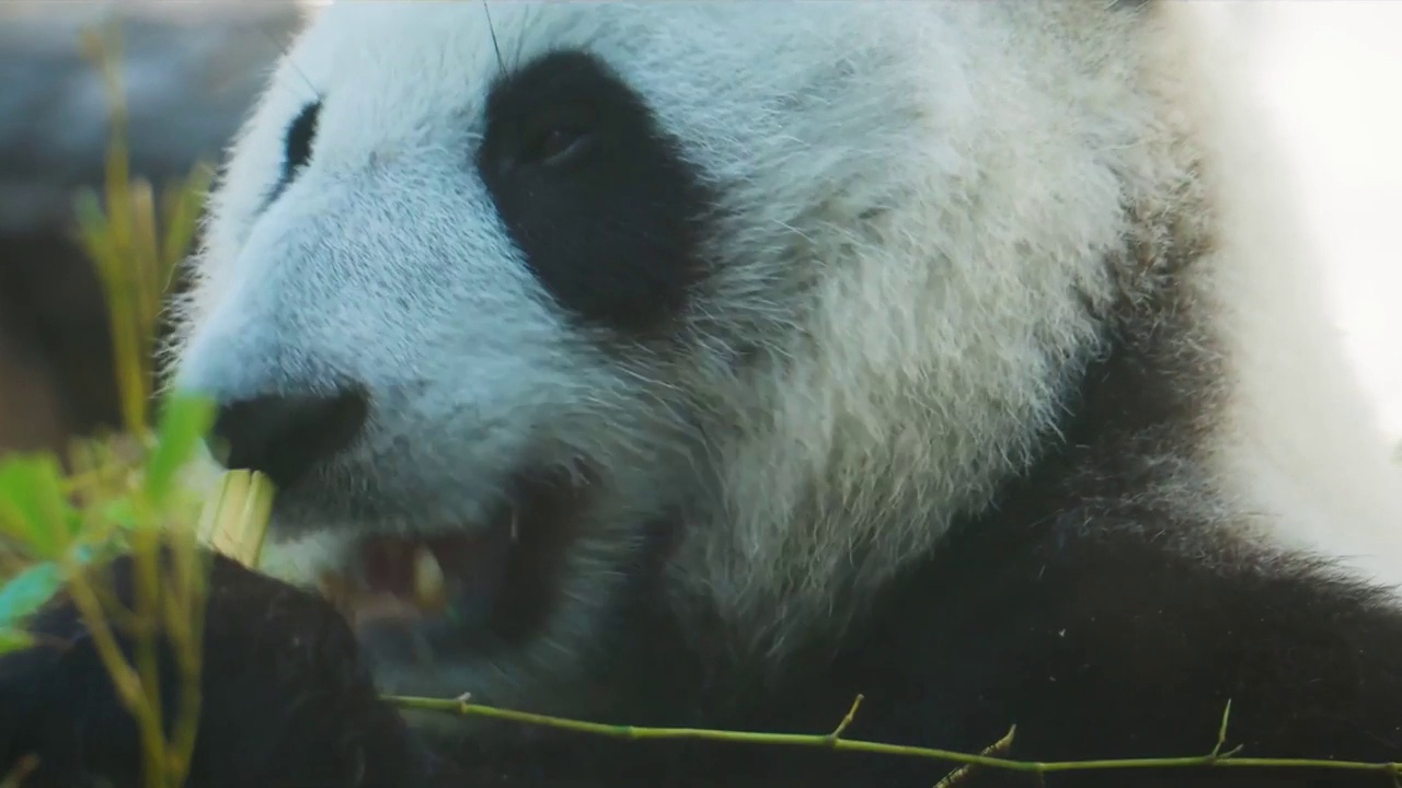 大熊猫或竹熊(Ailuropoda melanoleuca)视频素材