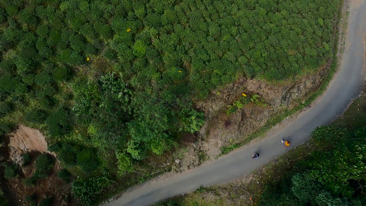 俯瞰印度大吉岭的茶园和茶园之间的道路。无人机拍摄的绿色小山丘上的大片绿色茶园。视频素材