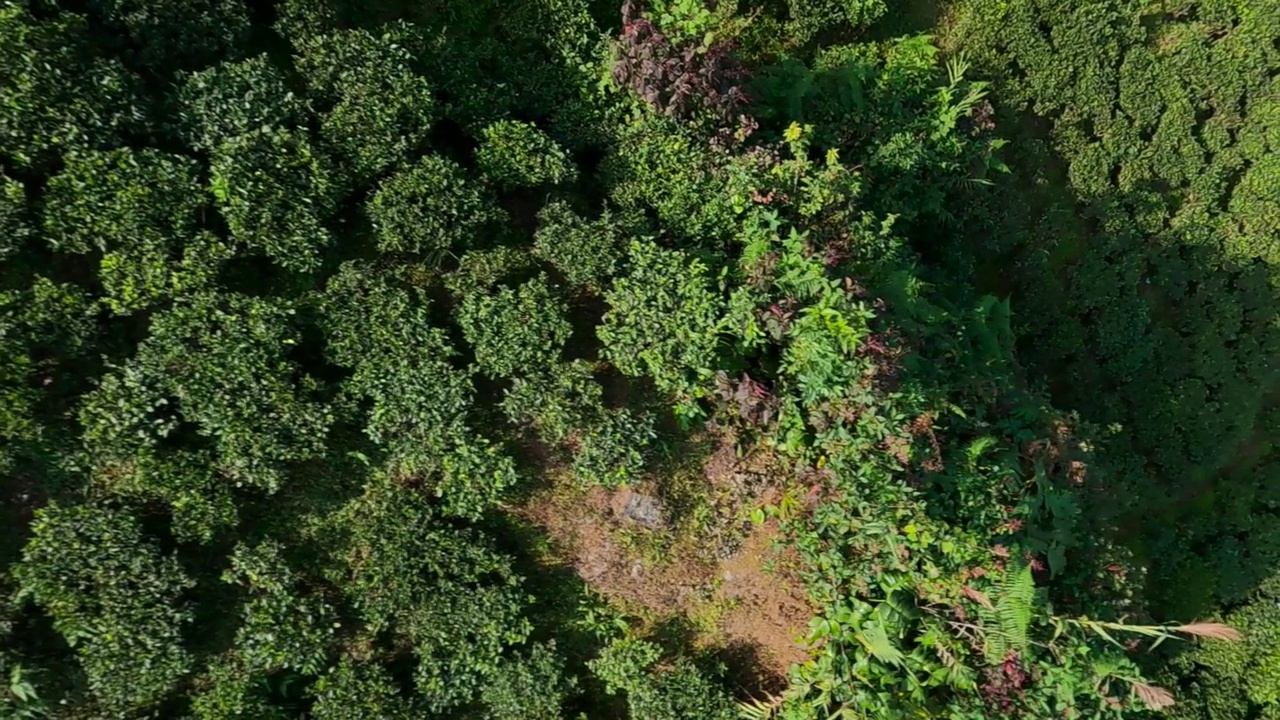 印度大吉岭的茶园鸟瞰图。无人机拍摄的绿色小山丘上的大片绿色茶园。视频素材