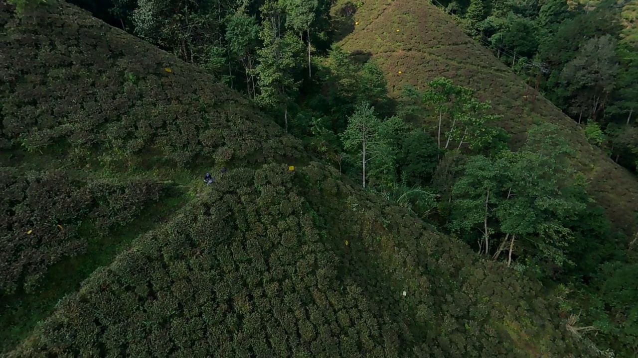 印度大吉岭的茶园鸟瞰图。无人机拍摄的绿色小山丘上的大片绿色茶园。视频素材