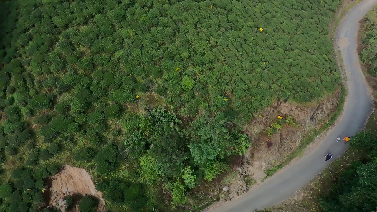 俯瞰印度大吉岭的茶园和茶园之间的道路。无人机拍摄的绿色小山丘上的大片绿色茶园。视频素材