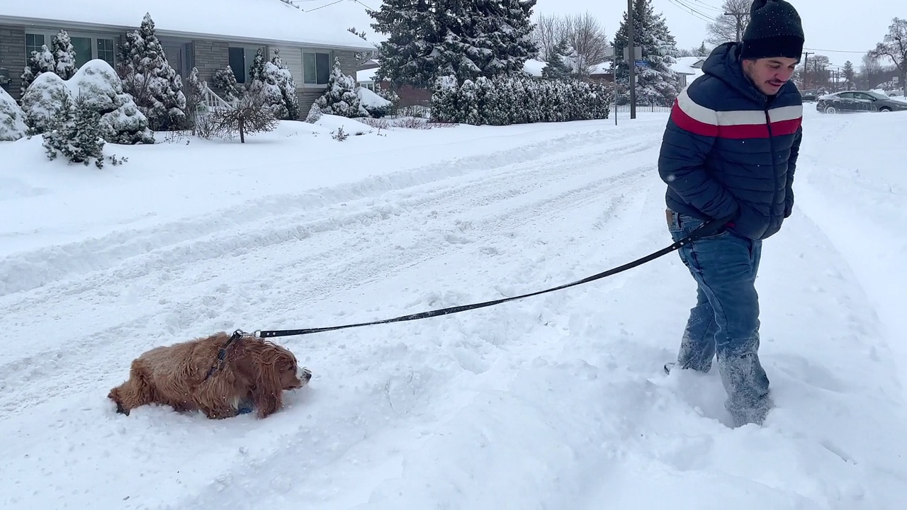 狗在暴风雪中行走视频素材