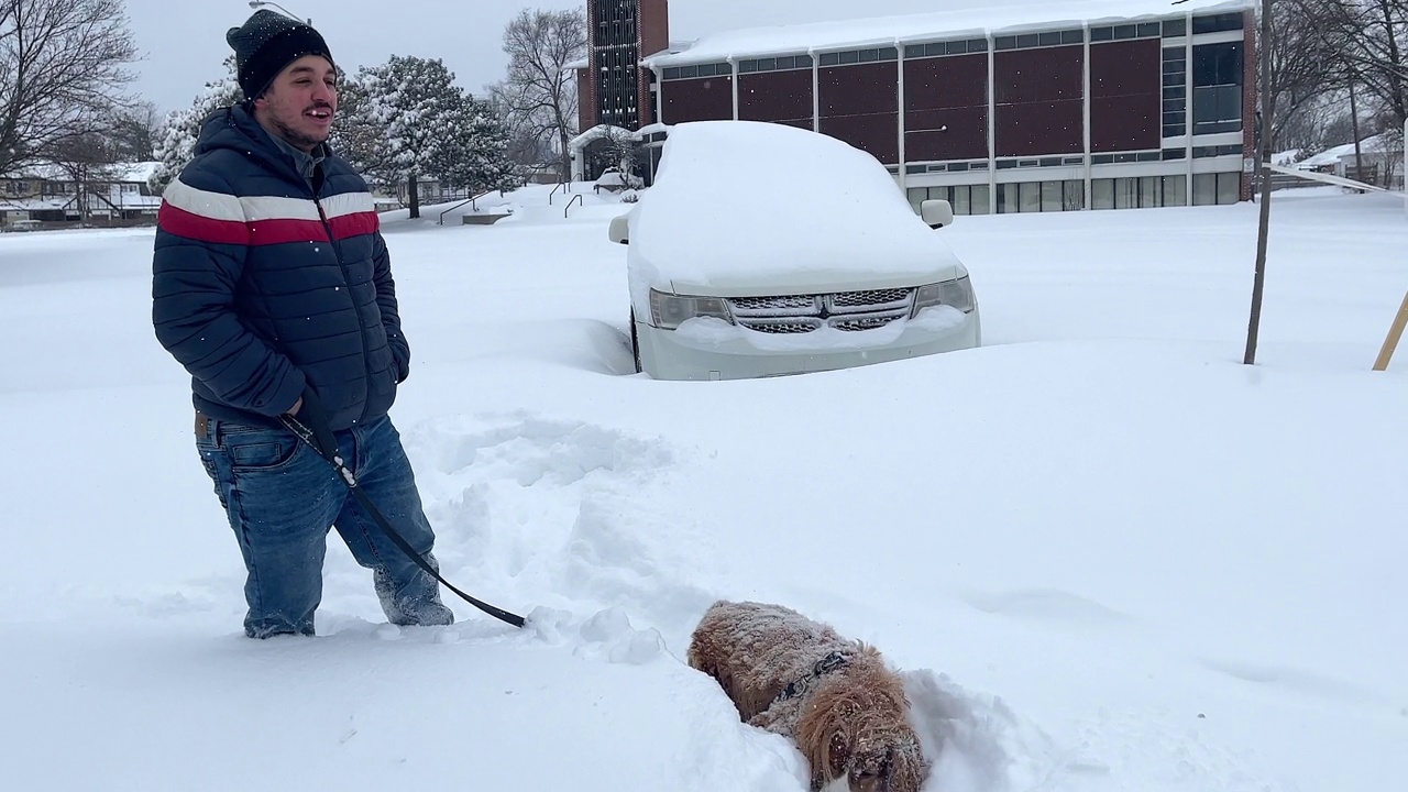 狗在暴风雪中行走视频素材