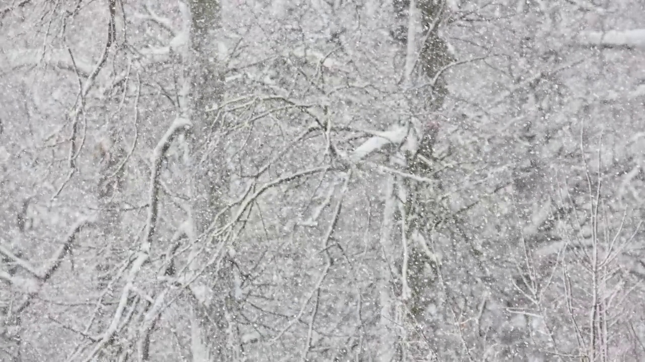 在阴天在模糊的冬季森林背景上的降雪视频素材