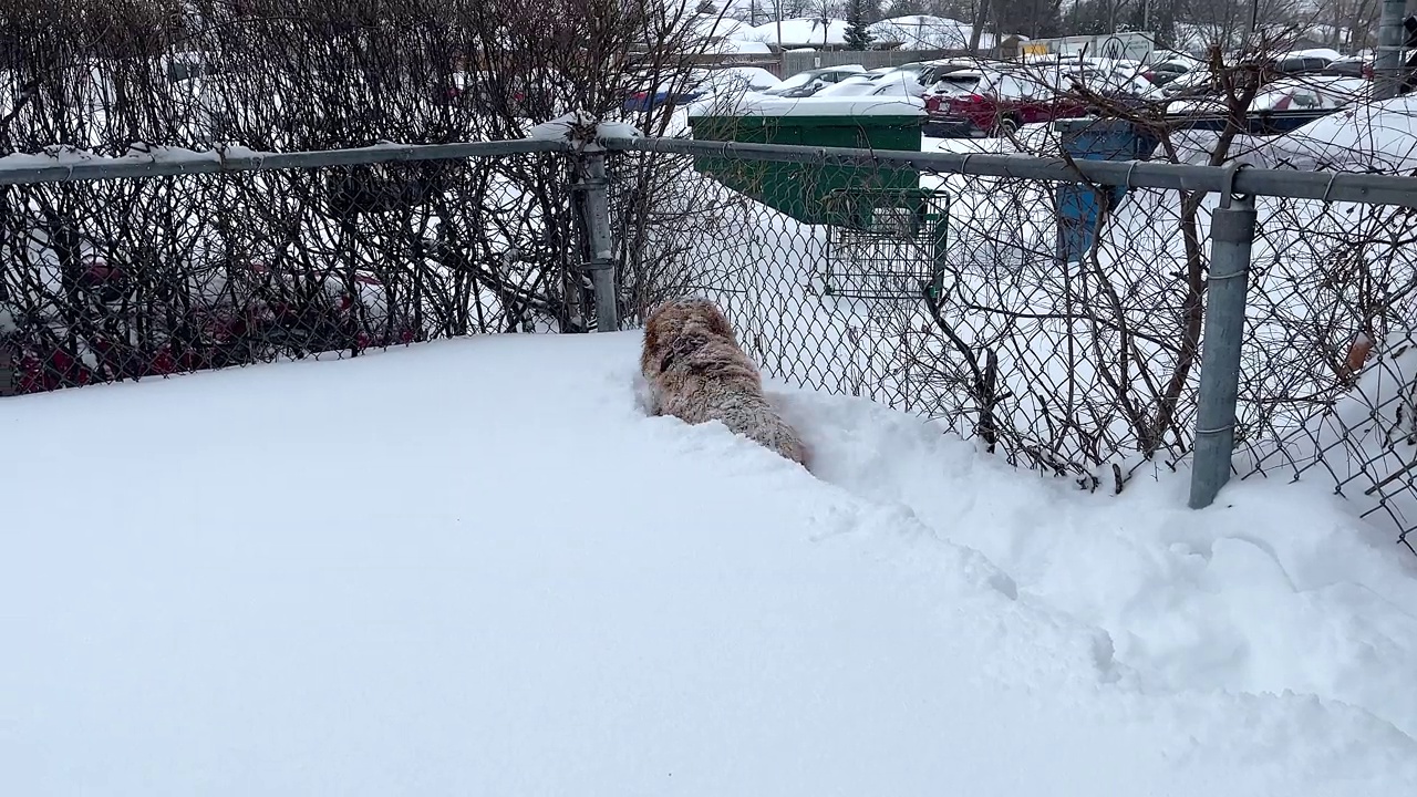 可爱的狗被困在深雪里视频素材