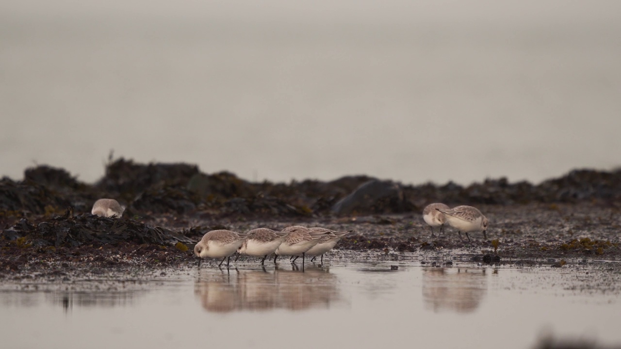 Sanderlings (Calidris alba)在光滑如镜的海岸水域觅食视频素材