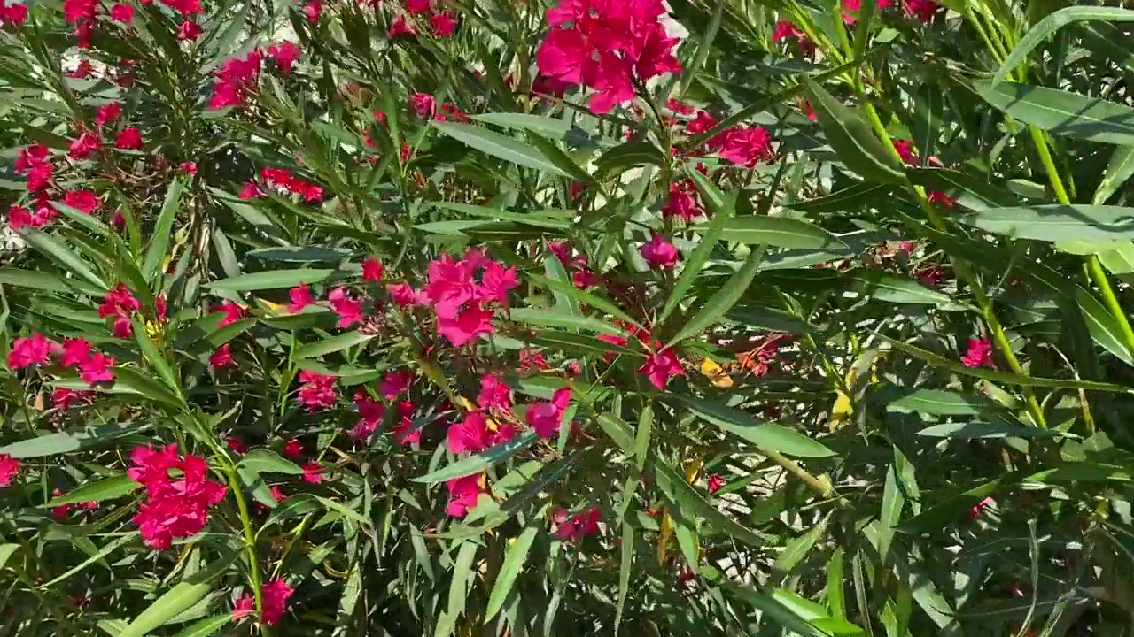 粉红色夹竹桃杜鹃花在夏季开花。地中海沿岸热带花园中美丽明亮的夹竹桃灌木。视频素材