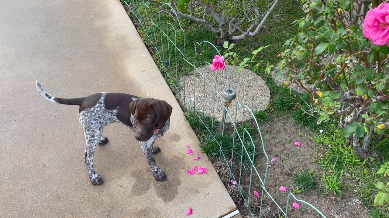 可爱的德国短毛猎犬小狗与玫瑰花丛玩耍视频素材