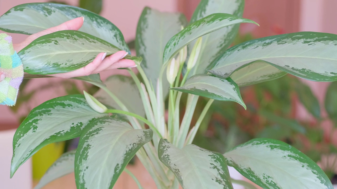 女人的手擦拭室内植物的叶子。特写镜头。照顾家养植物的理念。视频素材