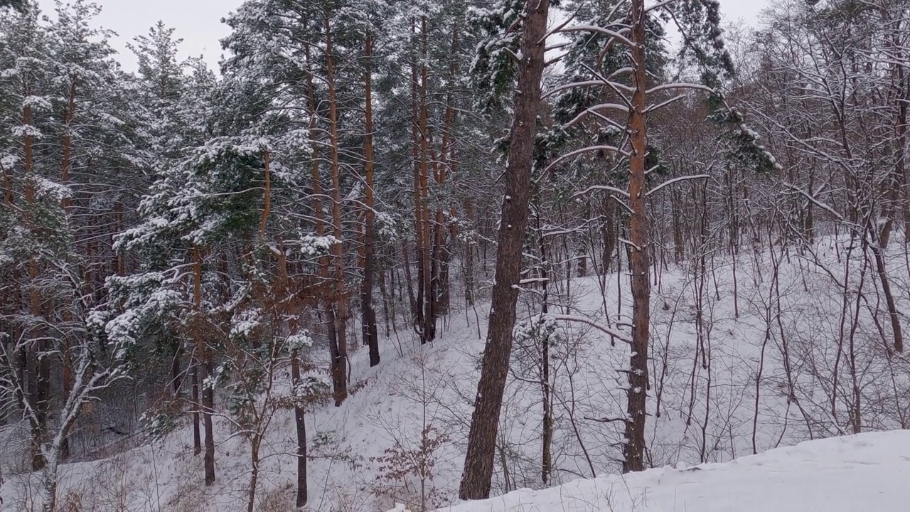 冬季松树和落叶林的剖面，在降雪、淘金期间视频素材