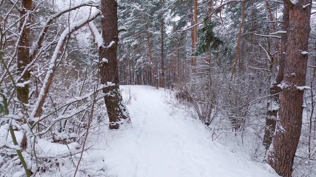 在降雪期间的冬季松树和落叶林的部分视频素材