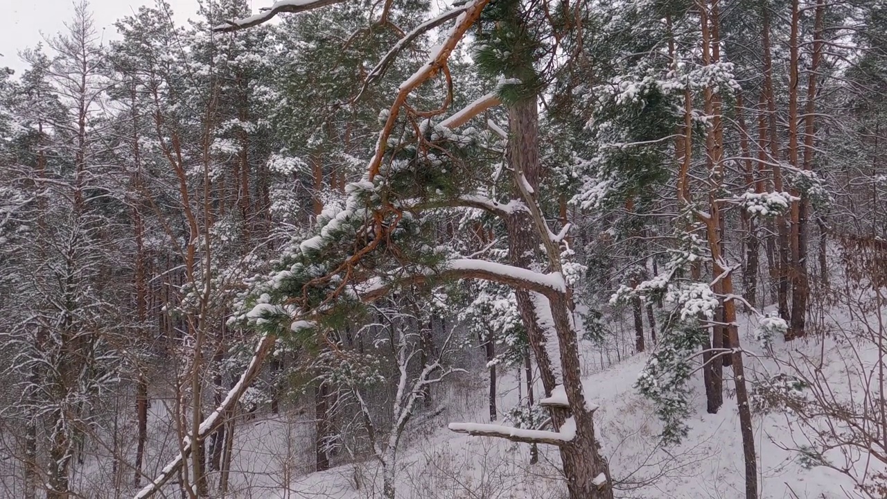 在小雪期间，前景上有松枝的冬季森林视频素材