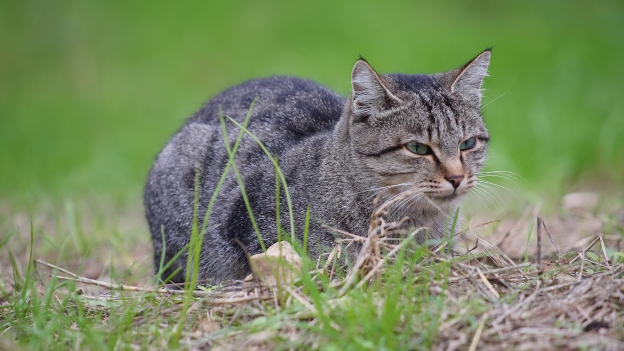 绿眼睛的虎斑猫，特写视频素材