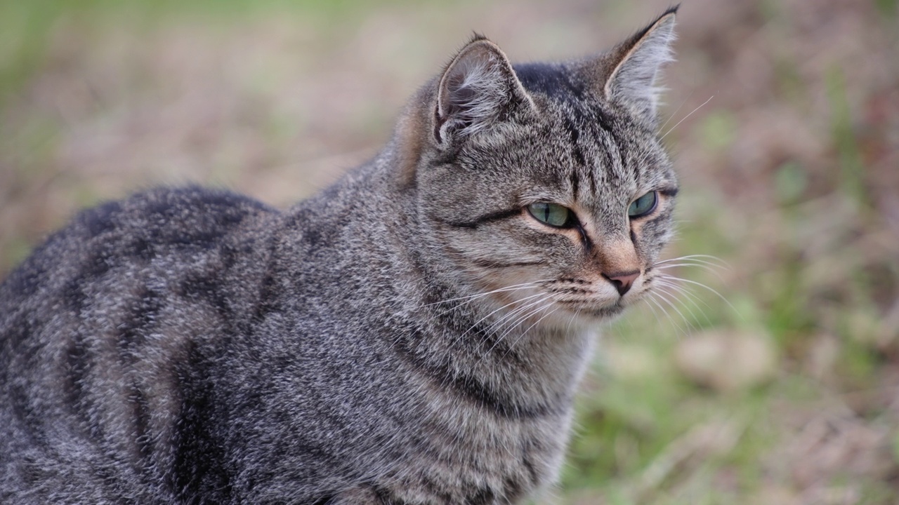 一只灰虎斑猫的特写镜头视频素材